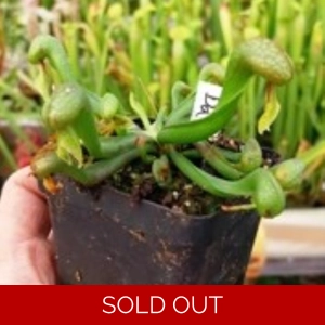 Darlingtonia californica HEATPROOF